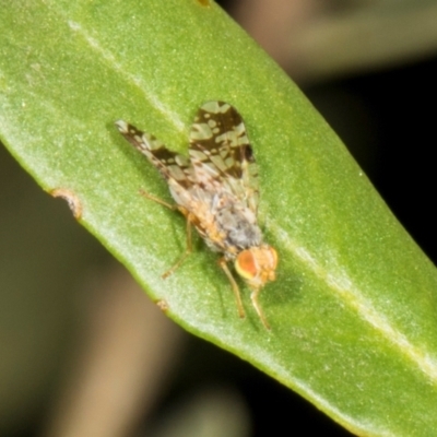 Austrotephritis poenia (Australian Fruit Fly) at Hawker, ACT - 28 Dec 2023 by AlisonMilton