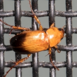 Phyllotocus macleayi at Higgins, ACT - 28 Dec 2023 10:07 PM