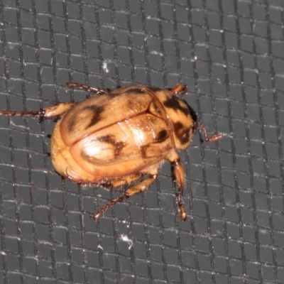 Cyclocephala signaticollis (Argentinian scarab) at Higgins, ACT - 28 Dec 2023 by AlisonMilton
