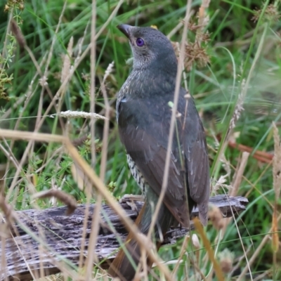 Ptilonorhynchus violaceus (Satin Bowerbird) at West Wodonga, VIC - 6 Jan 2024 by KylieWaldon