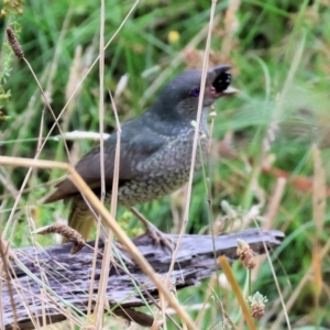 Ptilonorhynchus violaceus at Wodonga - 7 Jan 2024 07:40 AM