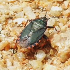 Notius depressus (Shield bug) at Kambah, ACT - 5 Jan 2024 by JohnBundock