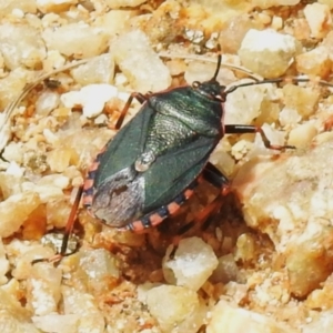 Notius depressus at Tidbinbilla Nature Reserve - 5 Jan 2024