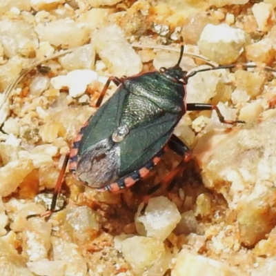 Notius depressus (Shield bug) at Tidbinbilla Nature Reserve - 5 Jan 2024 by JohnBundock