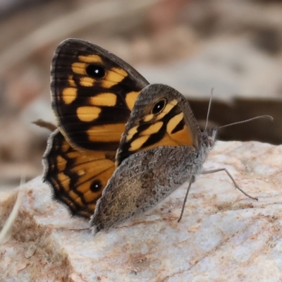 Geitoneura klugii (Marbled Xenica) at West Wodonga, VIC - 6 Jan 2024 by KylieWaldon