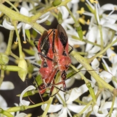 Gminatus australis (Orange assassin bug) at Hawker, ACT - 28 Dec 2023 by AlisonMilton