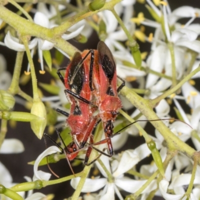 Gminatus australis (Orange assassin bug) at Hawker, ACT - 28 Dec 2023 by AlisonMilton