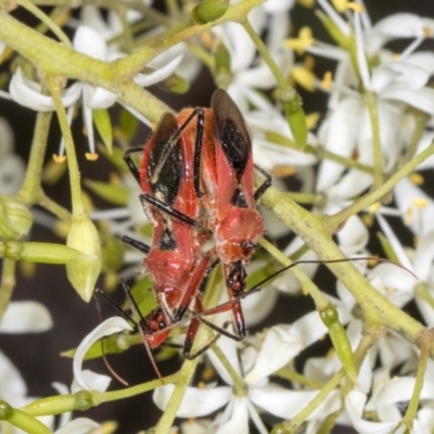 Gminatus australis (Orange assassin bug) at The Pinnacle - 28 Dec 2023 by AlisonMilton