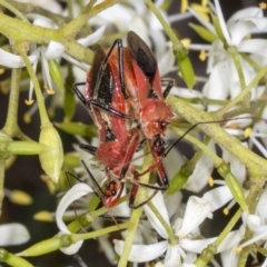 Gminatus australis at The Pinnacle - 28 Dec 2023