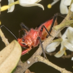 Gminatus australis at The Pinnacle - 28 Dec 2023 12:00 PM