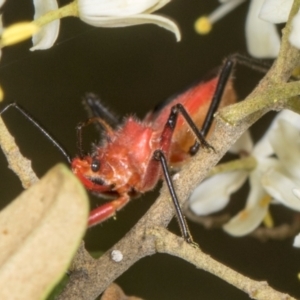 Gminatus australis at The Pinnacle - 28 Dec 2023