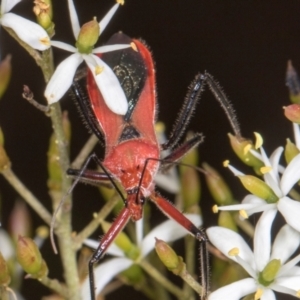 Gminatus australis at The Pinnacle - 28 Dec 2023 12:00 PM