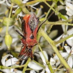 Gminatus australis at The Pinnacle - 28 Dec 2023 12:00 PM