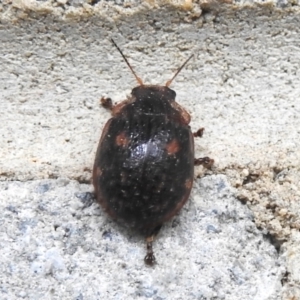 Trachymela sp. (genus) at Tidbinbilla Nature Reserve - 5 Jan 2024