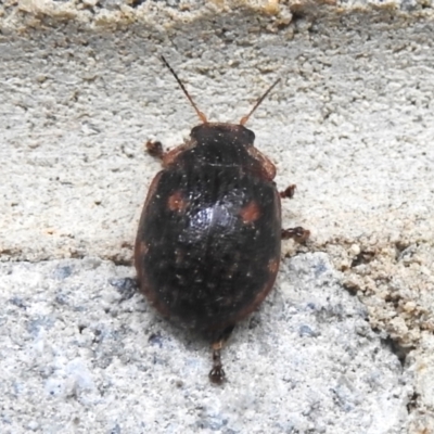 Trachymela sp. (genus) (Brown button beetle) at Tidbinbilla Nature Reserve - 5 Jan 2024 by JohnBundock