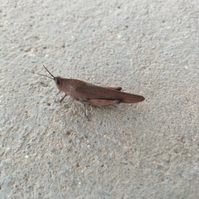 Goniaea carinata (Black kneed gumleaf grasshopper) at Yass River, NSW - 16 Dec 2023 by 120Acres