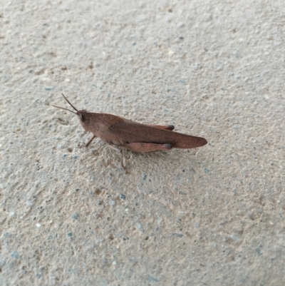 Goniaea carinata (Black kneed gumleaf grasshopper) at Yass River, NSW - 16 Dec 2023 by 120Acres