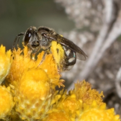 Lasioglossum (Chilalictus) sp. (genus & subgenus) (Halictid bee) at Hawker, ACT - 28 Dec 2023 by AlisonMilton