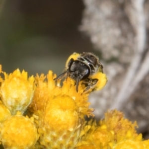 Lasioglossum (Chilalictus) sp. (genus & subgenus) at The Pinnacle - 28 Dec 2023