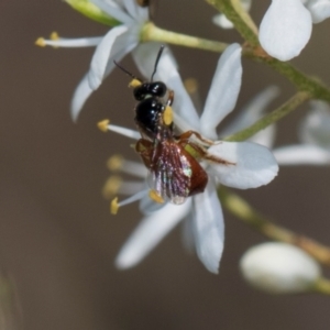 Exoneura sp. (genus) at The Pinnacle - 28 Dec 2023 10:06 AM