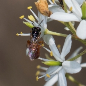 Exoneura sp. (genus) at The Pinnacle - 28 Dec 2023 10:06 AM