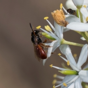 Exoneura sp. (genus) at The Pinnacle - 28 Dec 2023 10:06 AM