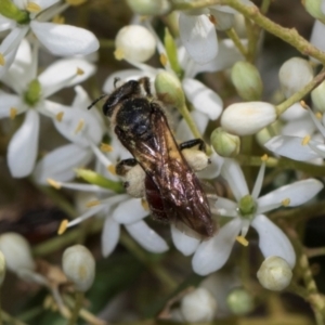 Lasioglossum (Parasphecodes) sp. (genus & subgenus) at The Pinnacle - 28 Dec 2023