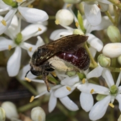 Lasioglossum (Parasphecodes) sp. (genus & subgenus) at The Pinnacle - 28 Dec 2023