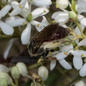 Lasioglossum (Parasphecodes) sp. (genus & subgenus) at The Pinnacle - 28 Dec 2023