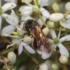 Lasioglossum (Parasphecodes) sp. (genus & subgenus) at The Pinnacle - 28 Dec 2023