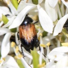 Phyllotocus navicularis (Nectar scarab) at Hawker, ACT - 28 Dec 2023 by AlisonMilton