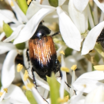 Phyllotocus navicularis (Nectar scarab) at The Pinnacle - 28 Dec 2023 by AlisonMilton