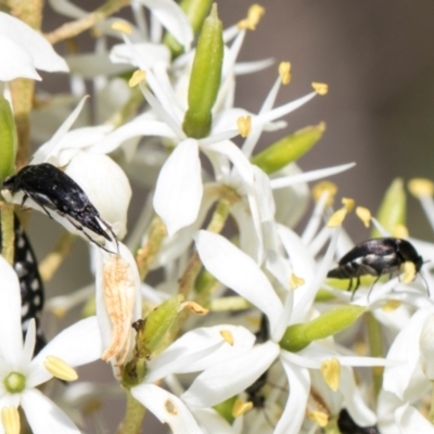 Mordella sp. (genus) (Pintail or tumbling flower beetle) at Hawker, ACT - 27 Dec 2023 by AlisonMilton