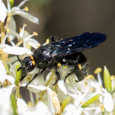 Scolia (Discolia) verticalis (Yellow-headed hairy flower wasp) at The Pinnacle - 27 Dec 2023 by AlisonMilton