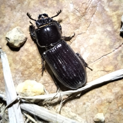 Aulacocyclus edentulus (Passalid beetle) at Yass River, NSW - 11 Dec 2023 by 120Acres