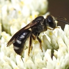 Lasioglossum (Chilalictus) sp. (genus & subgenus) (Halictid bee) at Paddys River, ACT - 5 Jan 2024 by JohnBundock