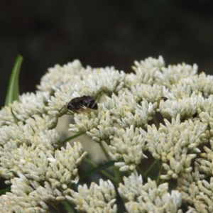 Lasioglossum (Chilalictus) sp. (genus & subgenus) at Tidbinbilla Nature Reserve - 5 Jan 2024