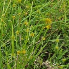 Cyperus sphaeroideus (Scented Sedge) at Belconnen, ACT - 6 Jan 2024 by sangio7