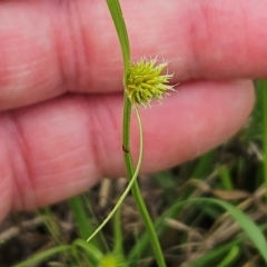 Cyperus sphaeroideus at The Pinnacle - 7 Jan 2024 10:37 AM