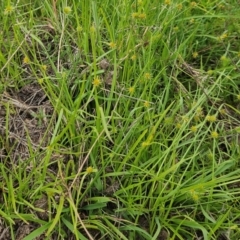 Cyperus sphaeroideus at The Pinnacle - 7 Jan 2024