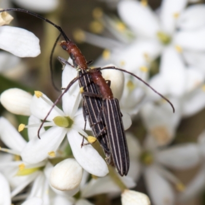 Syllitus microps (Longicorn or Longhorn beetle) at The Pinnacle - 28 Dec 2023 by AlisonMilton