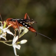 Lissopimpla excelsa (Orchid dupe wasp, Dusky-winged Ichneumonid) at Hawker, ACT - 27 Dec 2023 by AlisonMilton