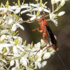 Lissopimpla excelsa at The Pinnacle - 28 Dec 2023 10:30 AM