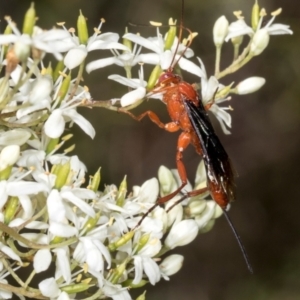 Lissopimpla excelsa at The Pinnacle - 28 Dec 2023 10:30 AM