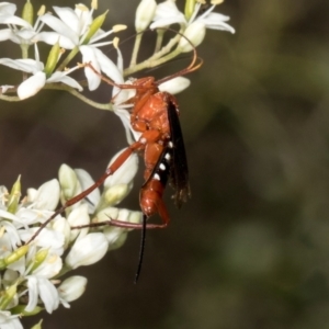 Lissopimpla excelsa at The Pinnacle - 28 Dec 2023