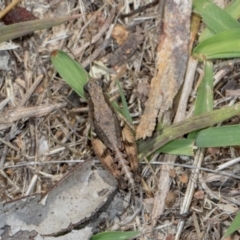 Phaulacridium vittatum (Wingless Grasshopper) at Hawker, ACT - 28 Dec 2023 by AlisonMilton