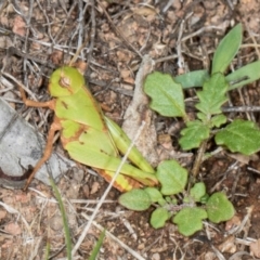 Gastrimargus musicus (Yellow-winged Locust or Grasshopper) at Hawker, ACT - 28 Dec 2023 by AlisonMilton