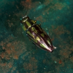 Melobasis purpurascens (A jewel beetle) at Higgins, ACT - 2 Jan 2024 by AlisonMilton