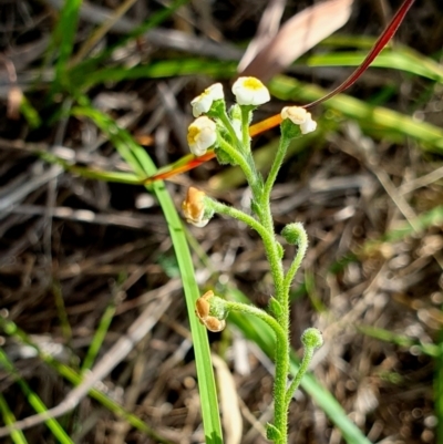 Hackelia suaveolens (Sweet Hounds Tongue) at Yass River, NSW - 6 Jan 2024 by SenexRugosus