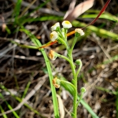 Hackelia suaveolens (Sweet Hounds Tongue) at Yass River, NSW - 6 Jan 2024 by SenexRugosus